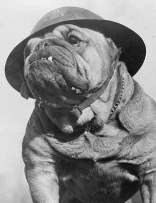 Illustration for article titled Even In The 1900s, Humans Were Obsessed With Photos Of Dogs In Clothes